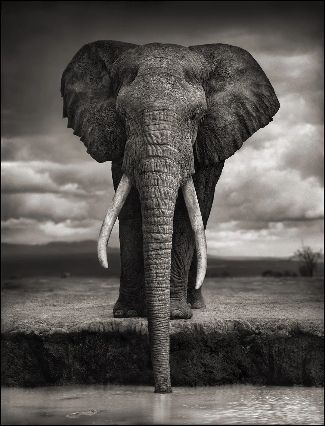 Nick Brandt - A Shadow Falls | Iris Gallery | Contemporary Fine Art